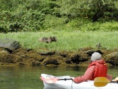 Grizzly bear and kayaker in Khutzeymateen, Canada.