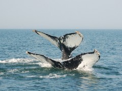 Humpback whale in the Bay of Fundy, Canada