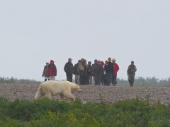 Polar bear in Hudson Bay, Canada.