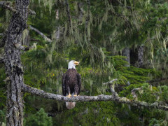 American bald eagle near the Johnstone Strait, Canada