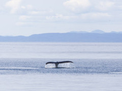 Humpback whale in Johnstone Strait, Canada