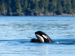 Orca in Johnstone Strait, Canada