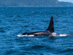 Orca in Johnstone Strait, Canada