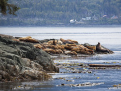 Steller's sea lion near the Johnstone Strait, Canada