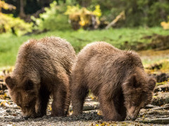 Grizzly bear in Khutzeymateen, Canada