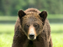 Grizzly bear in Khutzeymateen, Canada