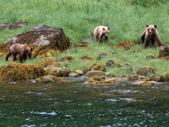 Grizzly bear in Khutzeymateen, Canada