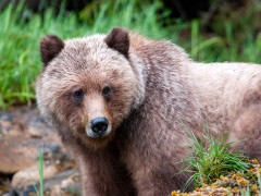 Grizzly bear in Khutzeymateen, Canada