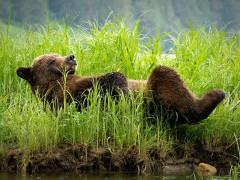 Grizzly bear in Khutzeymateen, Canada