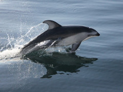 Pacific white-sided dolphin in Khutzeymateen, Canada.
