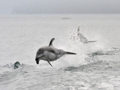 Pacific white-sided dolphin in Knight Inlet, Canada