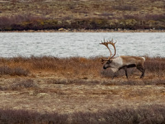 Caribou in Canada