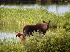 Moose in Canada