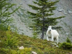 Mountain goat in Yoho National Park, Canada