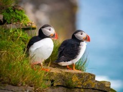 Atlantic puffin in Newfoundland, Canada