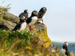 Atlantic puffin in Newfoundland, Canada