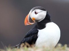 Atlantic puffin in Newfoundland, Canada
