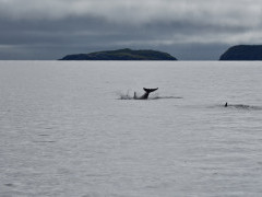 Atlantic white-sided dolphin in Newfoundland, Canada