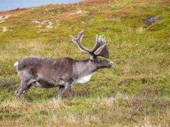 Caribou in Newfoundland, Canada