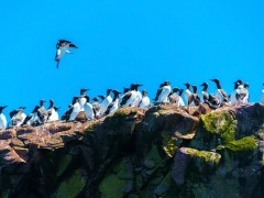 Common murre in Newfoundland, Canada
