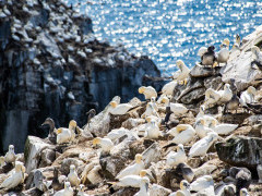 Gannet colony in Newfoundland, Canada