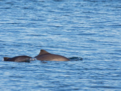 Harbour porpoise in Newfoundland, Canada