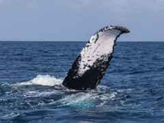 Humpback whale fluke in Newfoundland, Canada