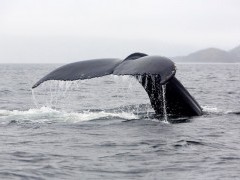 Humpback whale tail in Newfoundland, Canada