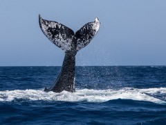 Humpback whale tail in Newfoundland, Canada