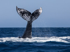Humpback whale in Newfoundland, Canada
