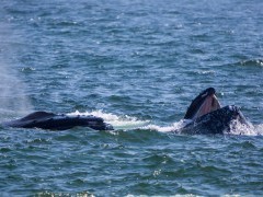 Humpback whale in Newfoundland, Canada
