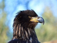 Juvenile bald eagle in Newfoundland, Canada