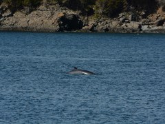 Minke whale in Newfoundland, Canada