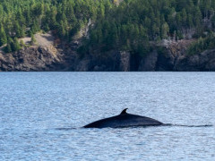 Minke whale in Newfoundland, Canada.