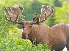 Moose in Newfoundland, Canada