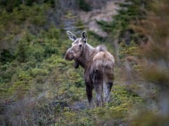 Moose in Newfoundland, Canada