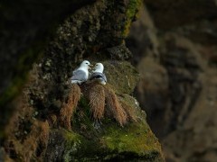 Northern fulmar in Newfoundland, Canada