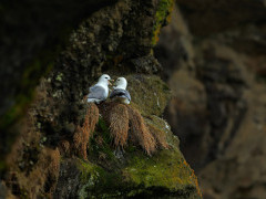 Northern fulmar in Newfoundland, Canada