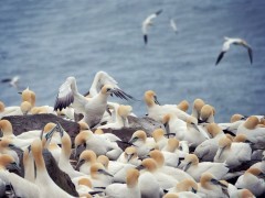 Northern gannets in Newfoundland, Canada