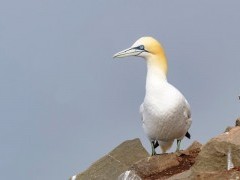 Northern gannet in Newfoundland, Canada