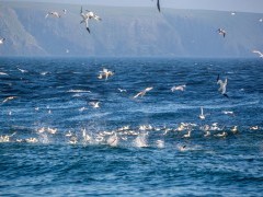 Northern gannet and shearwater in Newfoundland, Canada