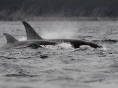 Pair of orcas in Newfoundland, Canada