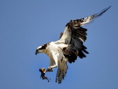 Osprey in Newfoundland, Canada