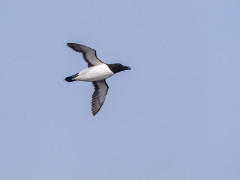 Razorbill in Newfoundland, Canada