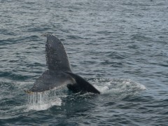 Humpback whale tail in Newfoundland, Canada