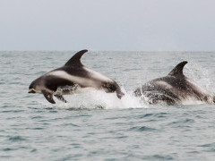 White-beaked dolphin in Newfoundland, Canada