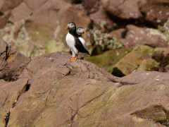 Atlantic puffin in Witless Bay Ecological Reserve, Newfoundland, Canada