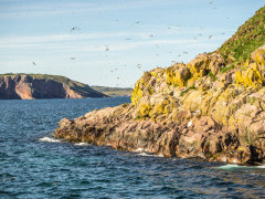 Common murre in Witless Bay Ecological Reserve, Newfoundland, Canada