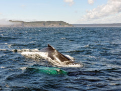 Humpback whale in Witless Bay Ecological Reserve, Newfoundland, Canada