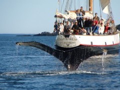 Whale watching trip in Bay of Fundy, Canada